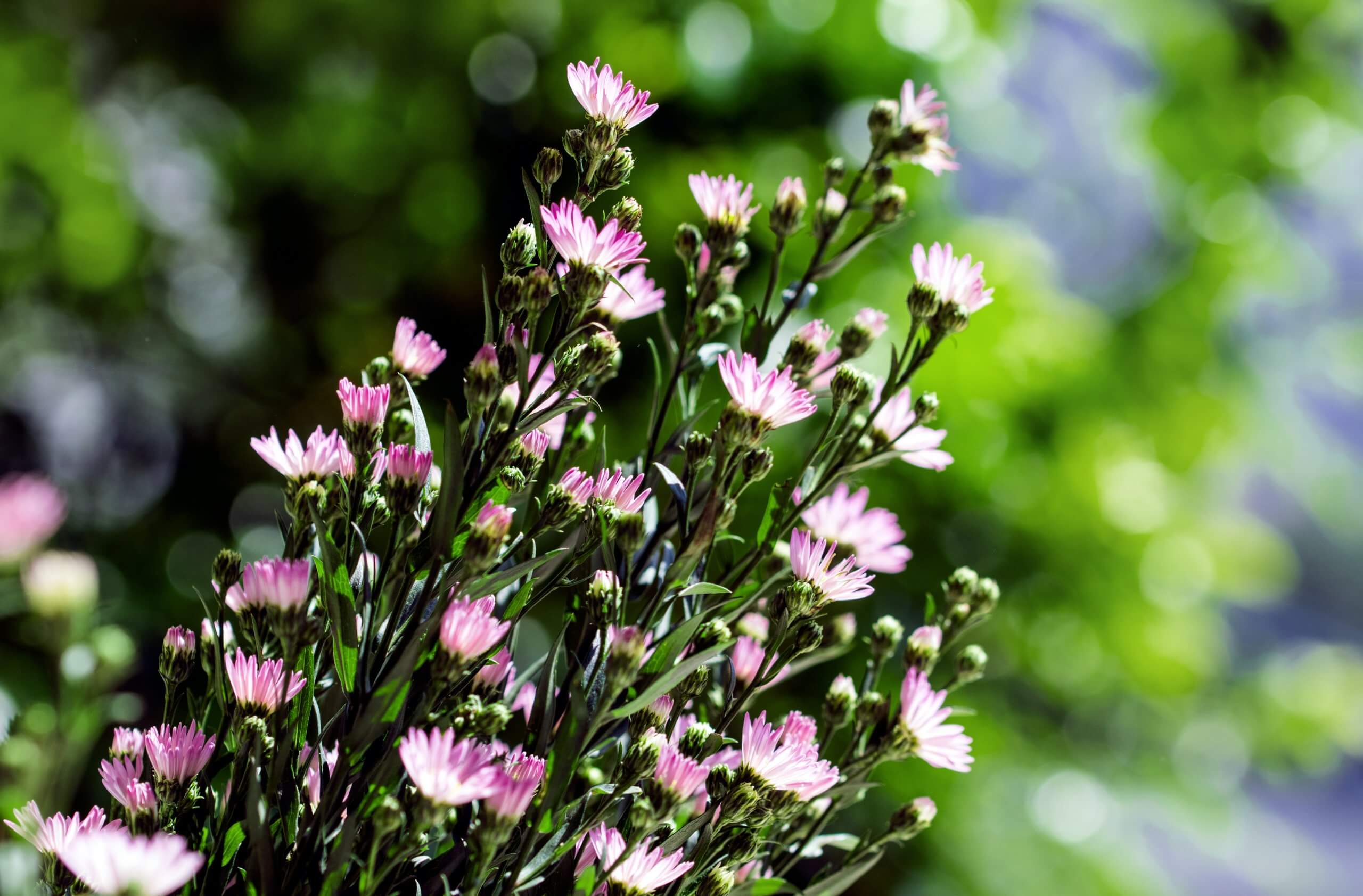 Macro,Close-up,Bouquet,Of,The,Blooming,Buds,Of,Aster,Amellus.