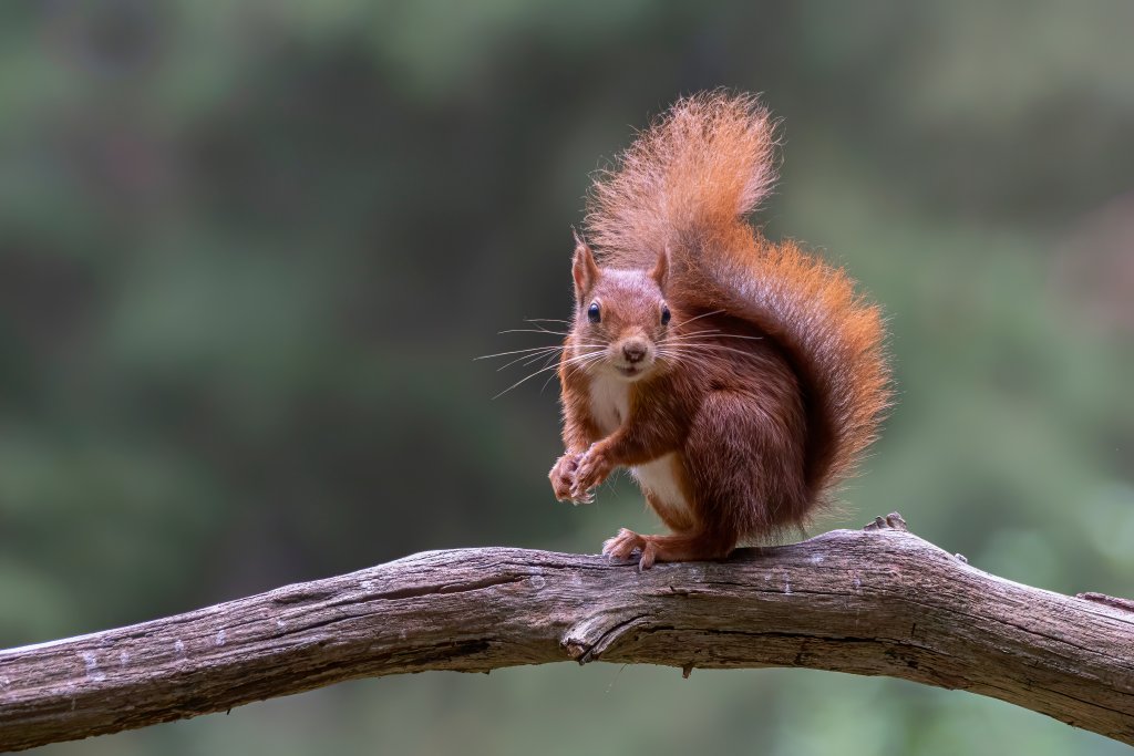 Zo krijg je een eekhoorn in de tuin deze winter Buitenleven