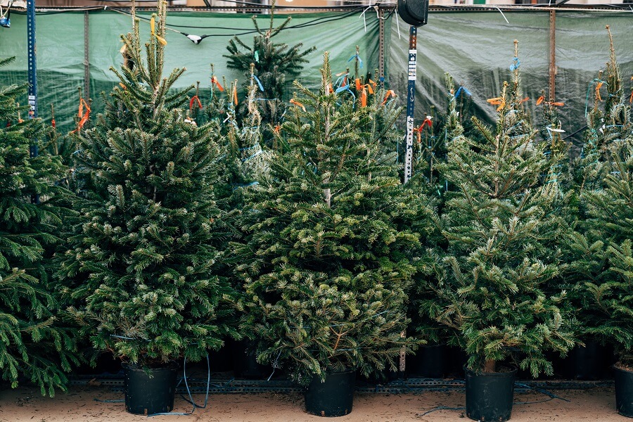 Vliegveld kapok Toelating Kerstboom met kluit verzorgen - Echte kerstboom herplanten – Buitenleven