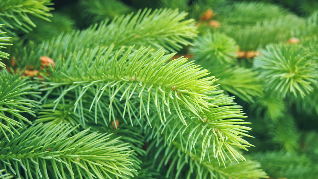 9 dingen die je moet weten over kerstbomen Buitenleven