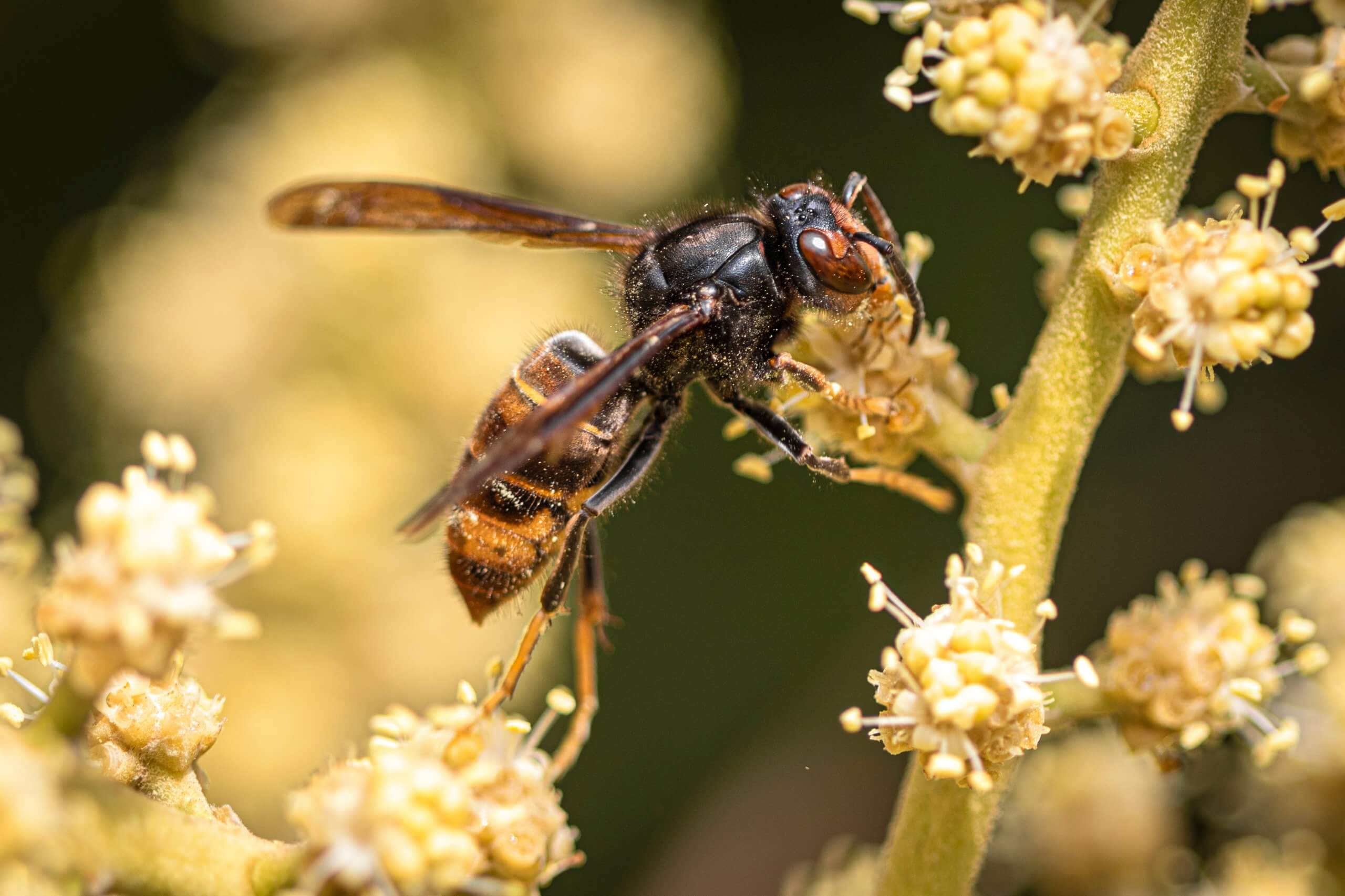Aziatische hoornaar (Vespa velutina) herken je aan de zwarte kop, het grotendeels zwarte lijfje en de poten die van zwart naar lichtgeel gaan. 