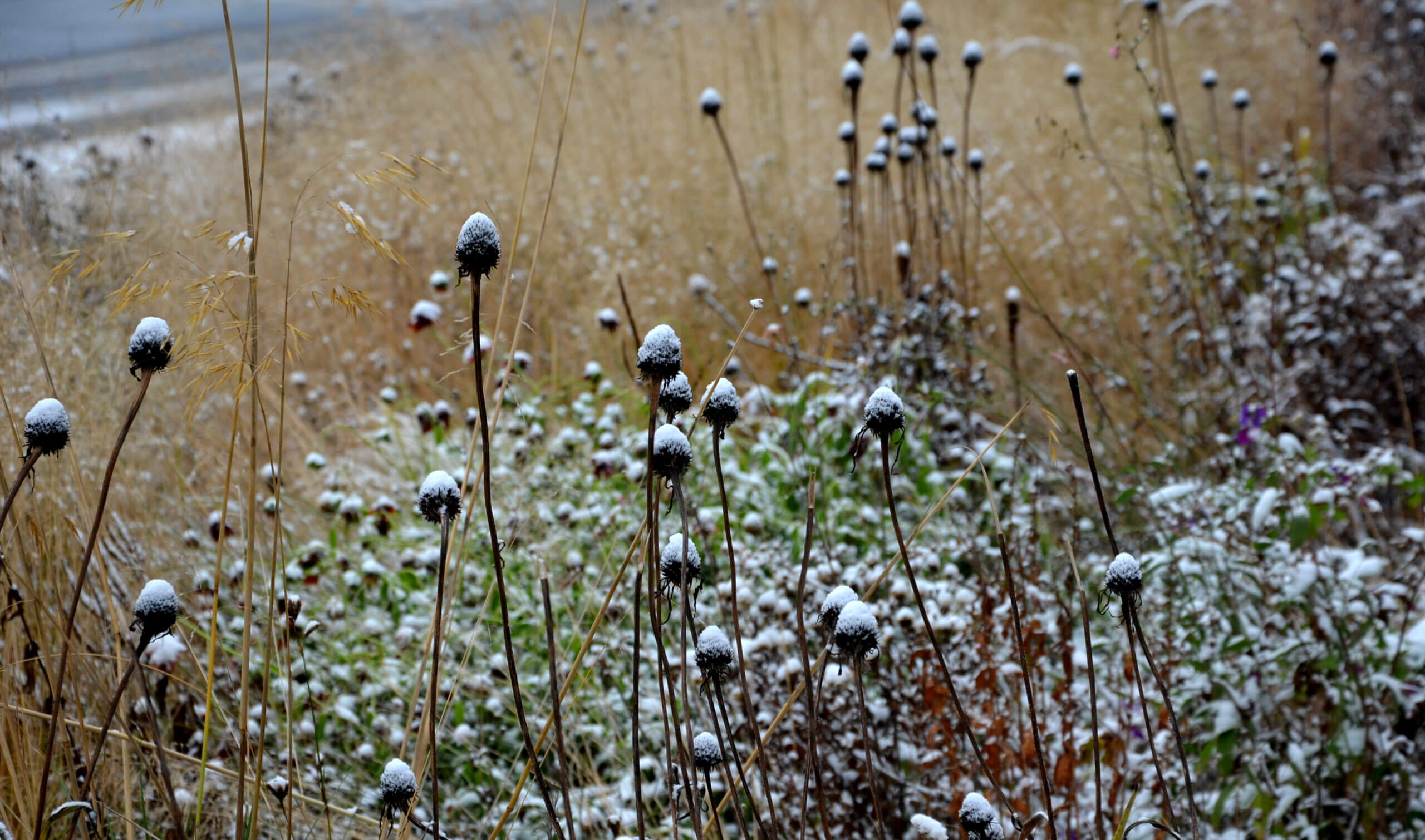 Rudbeckia