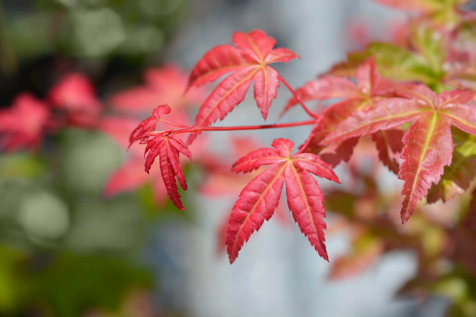 Japanse esdoorn planten, snoeien en Buitenleven