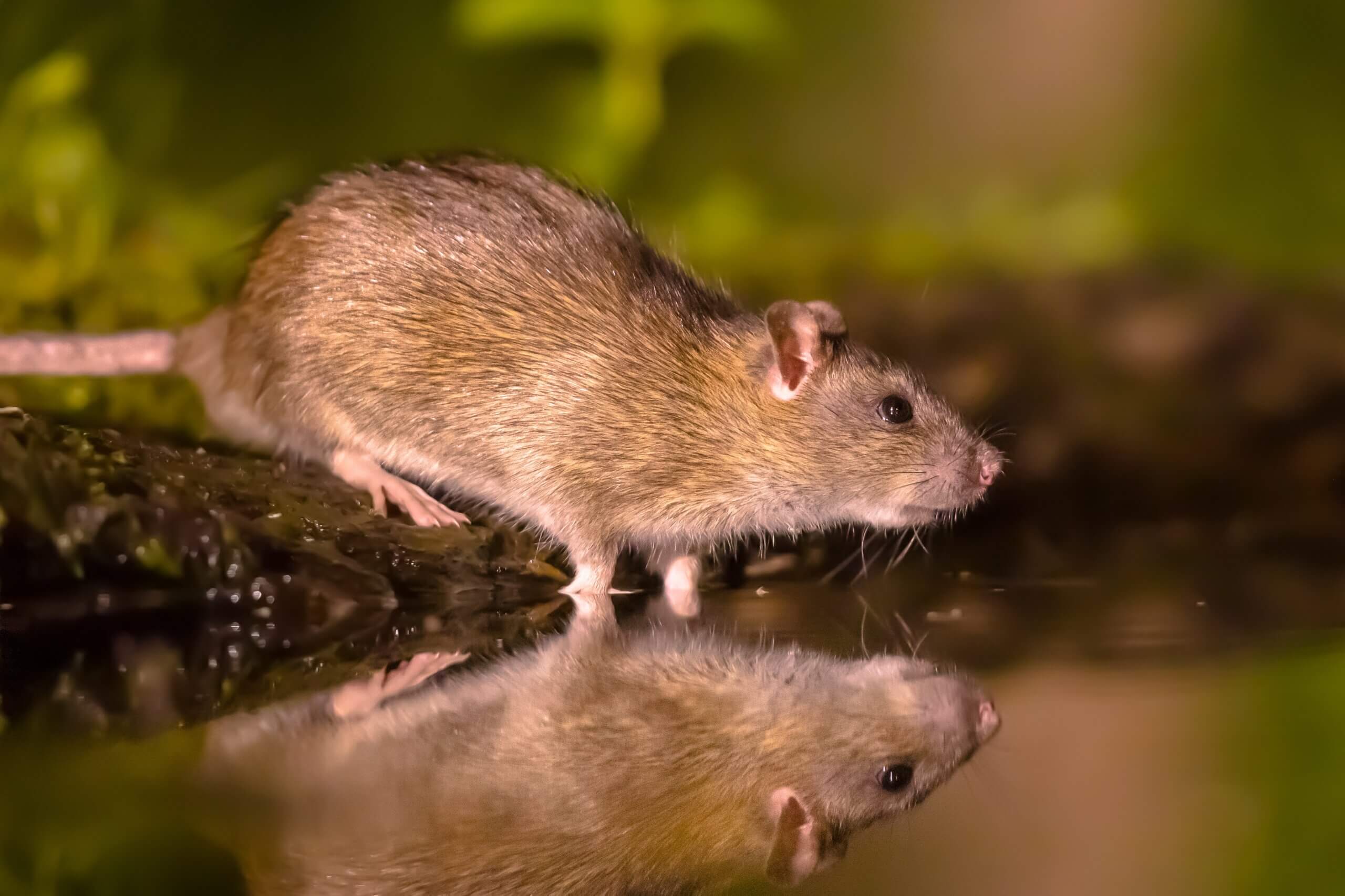 Bruine rat ( Rattus norvegicus), ook wel Noorse rat, waterrat of rioolrat genoemd.