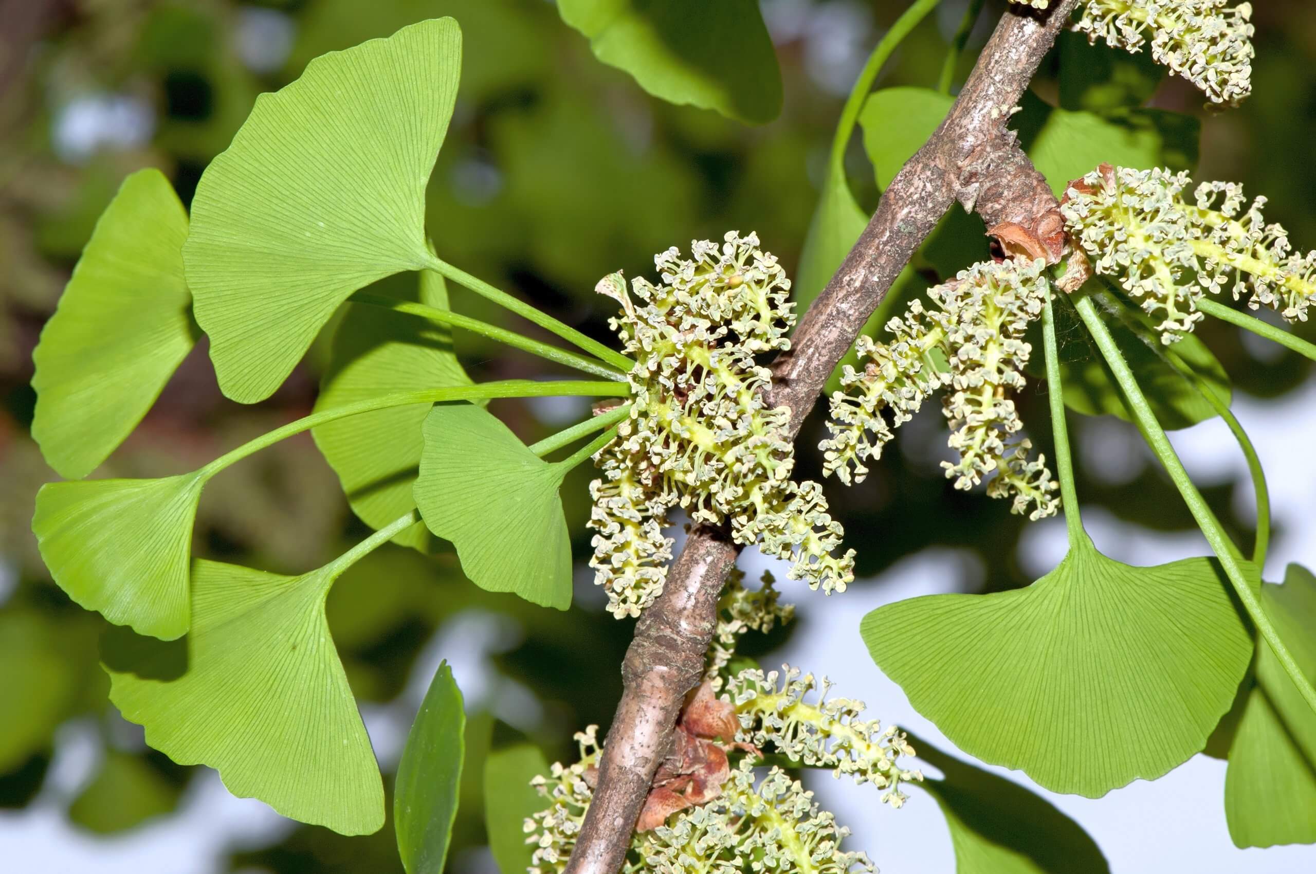 ginkgo bilboa, japanse notenboom, pollen, blooming, bloeiende boom