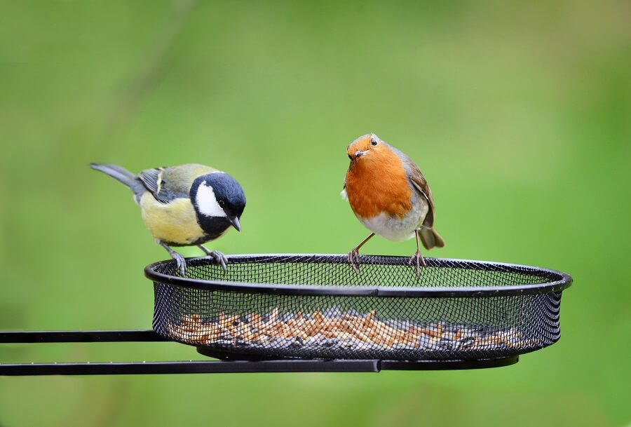 Het roodborstje is nieuwsgierig en bezoekt in de winter graag je tuin voor voedsel – Natuur Buitenleven