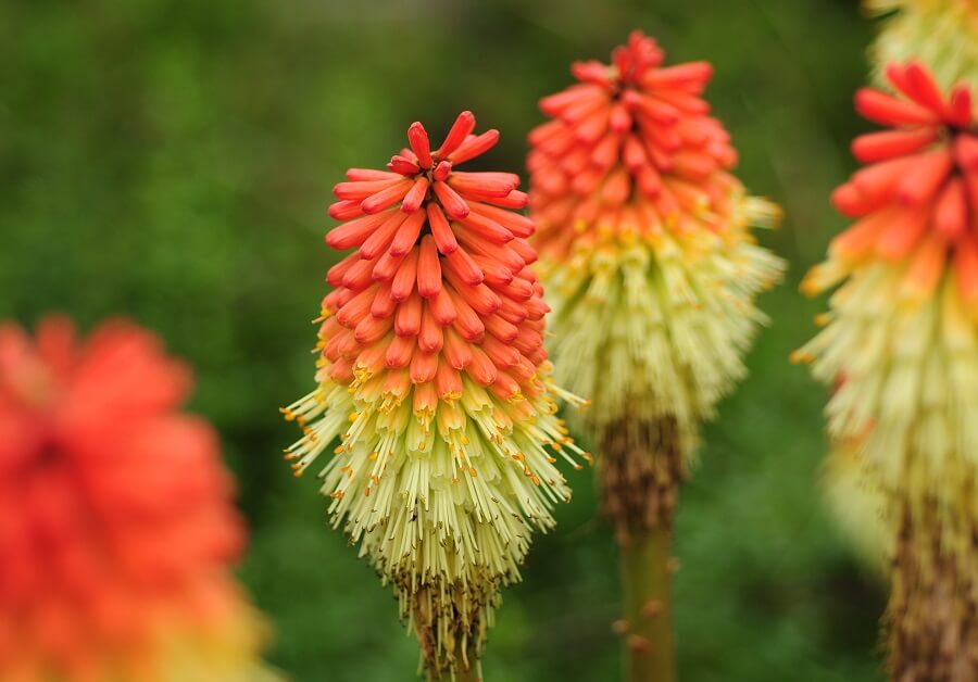 De vuurpijl is een laatbloeier voor de tuin
