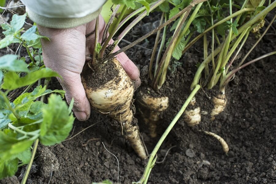 Vergeten groenten kweken in eigen moestuin – Tuinieren met Buitenleven
