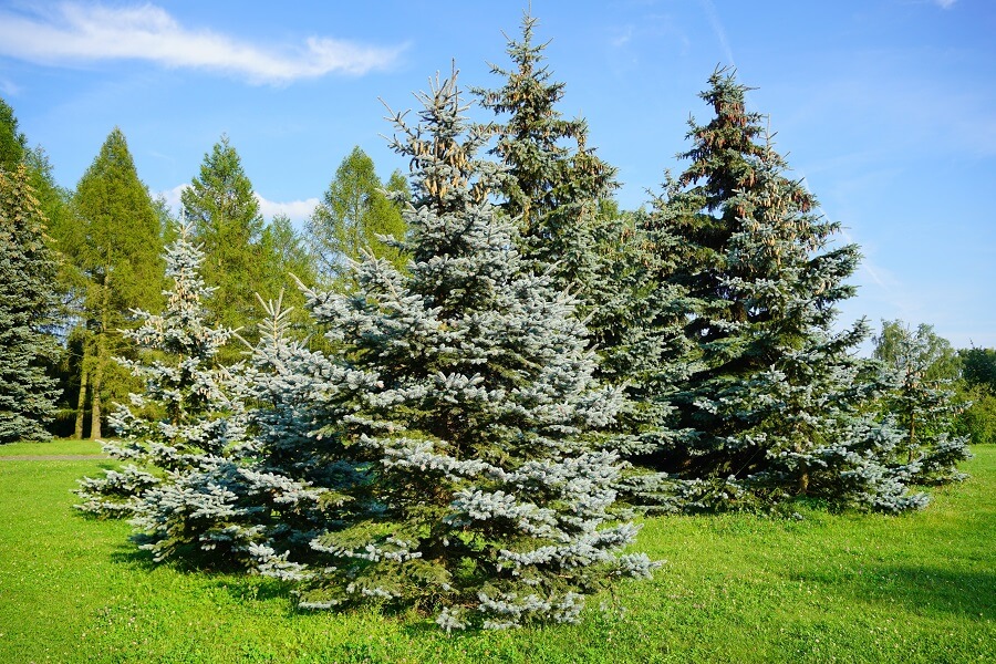 Kerstbomen zijn niet alleen leuk in de woonkamer, verschillende soorten sparren staan ook mooi in de tuin, zoals de blauwspar - Tuinieren met Buitenleven
