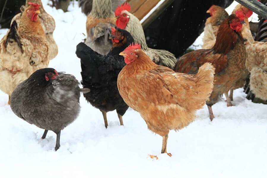 Help je kippen de winter door met onze tips – Tuinieren met Buitenleven