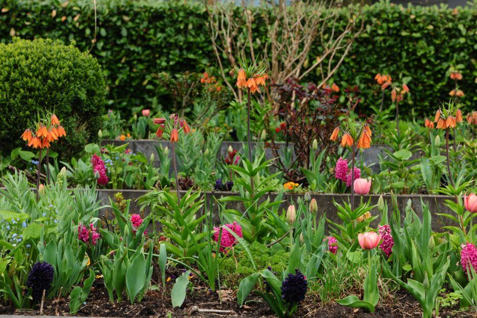 Eigenwijze kleurcombinaties en bijzondere bollen in de tuin van Nitha Annink – Buitenleven magazine