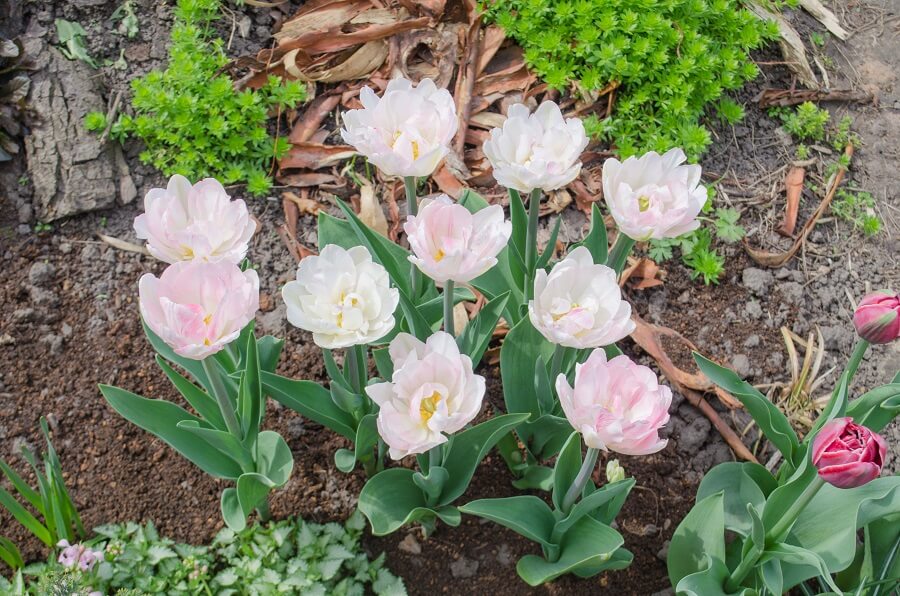 Tulipa 'Angélique in zachtroze is een dubbele tulp.