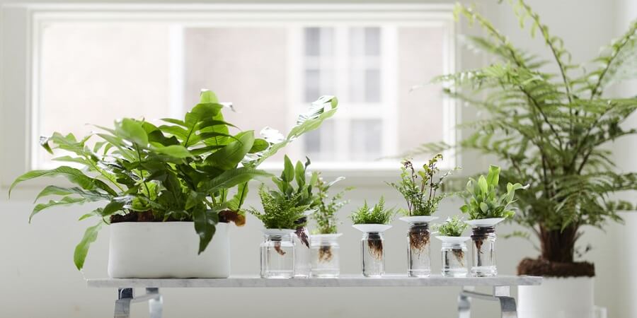 Varens als kamerplanten - een goed idee van Buitenleven
