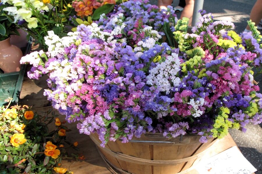 5 bloemen om te drogen: zo bewaar je de zomer – Buitenleven magazine