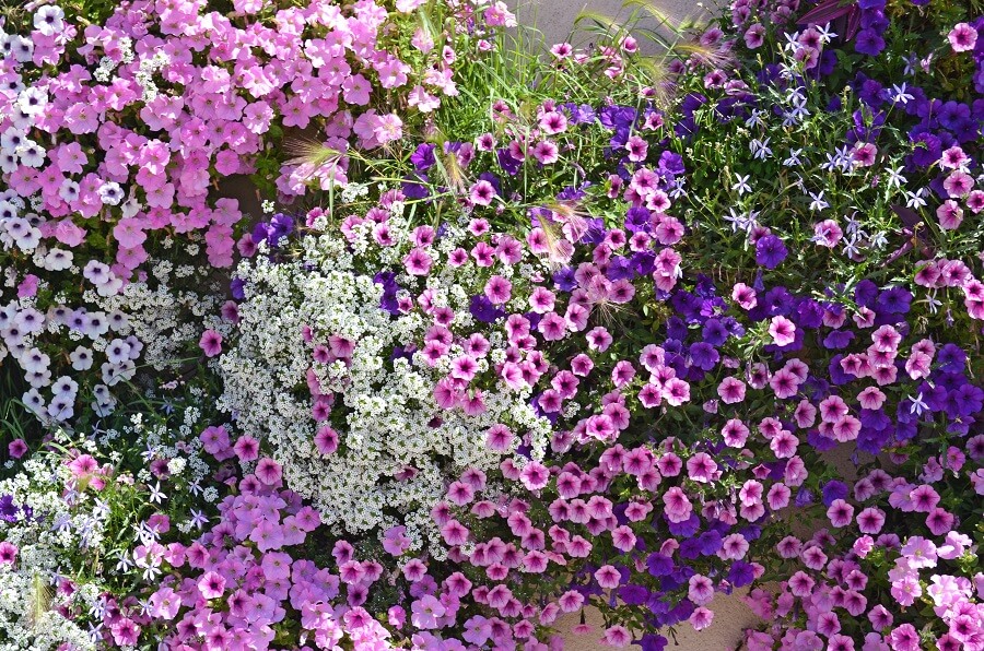 Petunia in de tuin of in pot: soorten en tips voor verzorging - Buitenleven