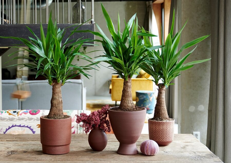 Yucca of palmlelie als kamerplant: makkelijk en mooi - Buitenleven