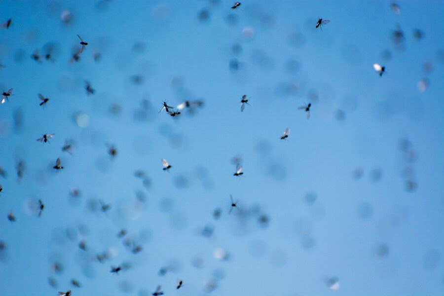 Vliegende mieren vliegen eens per jaar massaal uit voor de bruidsvlucht: een paring in de lucht waarna het vrouwtje op zoek goed naar een goed nest